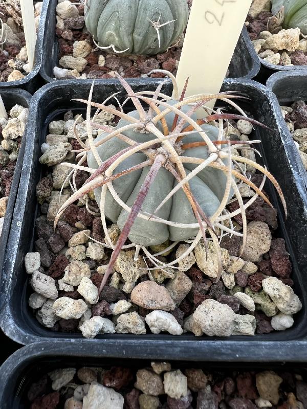 Echinocactus_horizonthalonius_El_Milagro_NL.jpeg